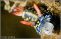   nudi  